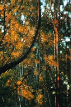 森林树木0073