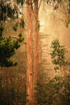 森林树木0071