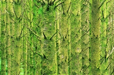 森林树木0066
