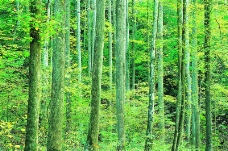 森林树木0068