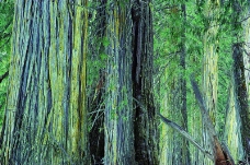 森林树木0055