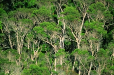 森林树木0065
