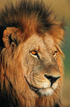 狮虎豹0190