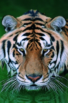 狮虎豹0230
