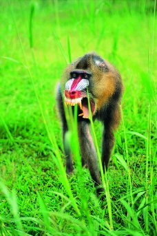猴也疯狂0129