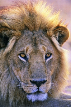 狮虎豹0193