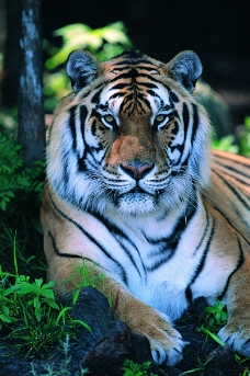 狮虎豹0236