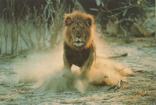 狮虎豹0003