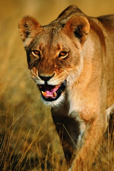 狮虎豹0197