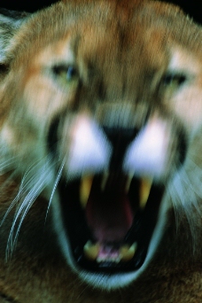 狮虎豹0235
