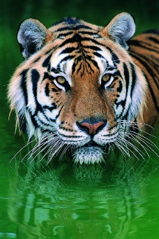 狮虎豹0231