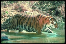 狮虎豹0061