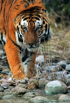 狮虎豹0225