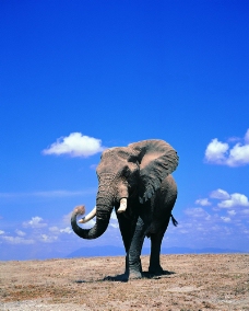 大象王国0088