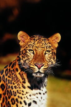 狮虎豹0220