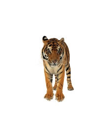 狮虎豹0218