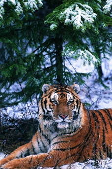 狮虎豹0229