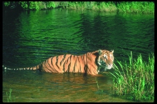 狮虎豹0067