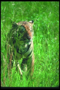 狮虎豹0216