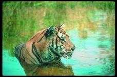 狮虎豹0054