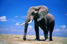大象王国0074