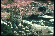 狮虎豹0059