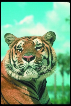狮虎豹0217