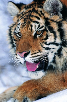 狮虎豹0226