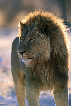 狮虎豹0196