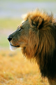 狮虎豹0195