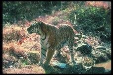狮虎豹0066