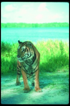 狮虎豹0214