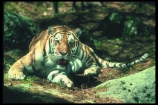 狮虎豹0051