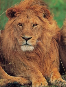 狮虎豹0186