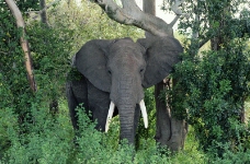 大象王国0025