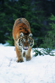 狮虎豹0242