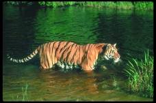 狮虎豹0050