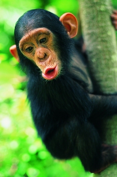 猴也疯狂0128