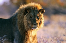狮虎豹0025