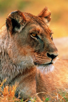 狮虎豹0199