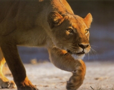 狮虎豹0182