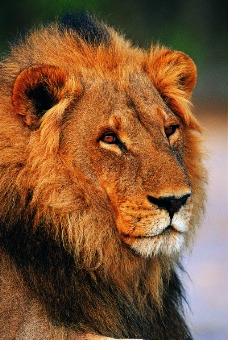 狮虎豹0194