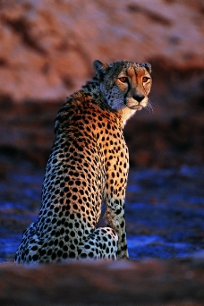 狮虎豹0258