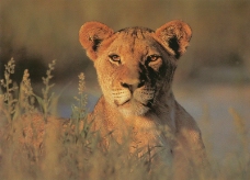 狮虎豹0164