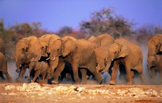 大象王国0011