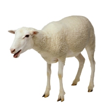 牛羊骆驼0051