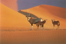 牛羊骆驼0015