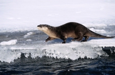 海狮冰雪熊0085