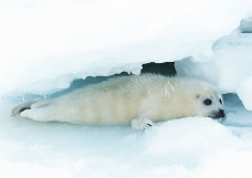 海狮冰雪熊0056
