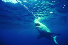 鲸鱼鲨鱼海豚0038